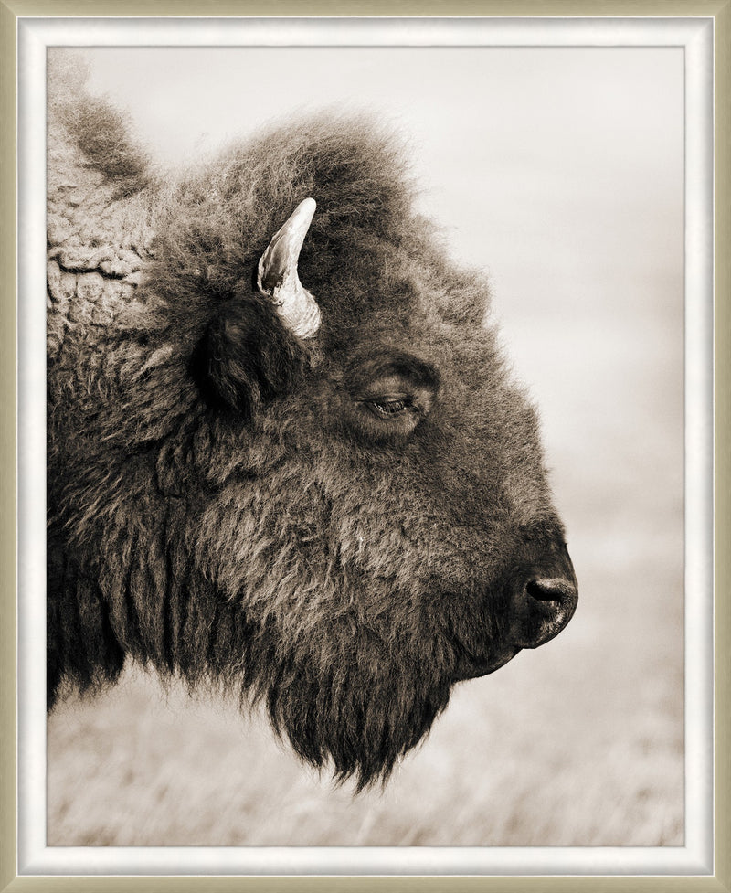 media image for badlands bison 1 249